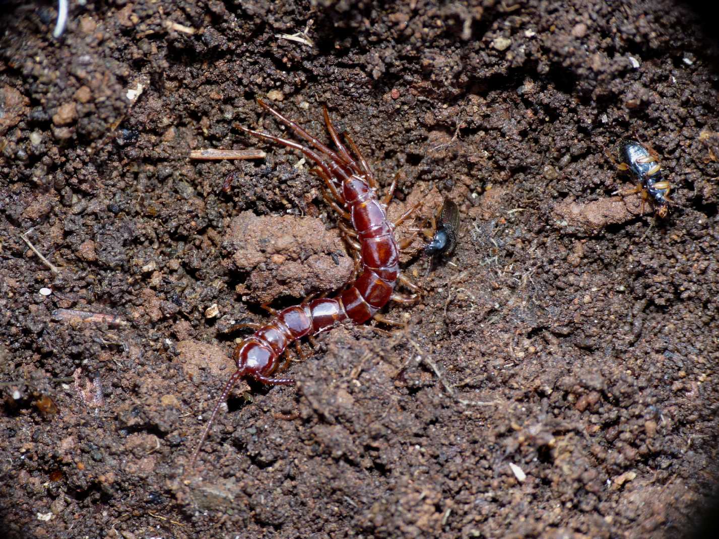 Lithobius di colore chiaro